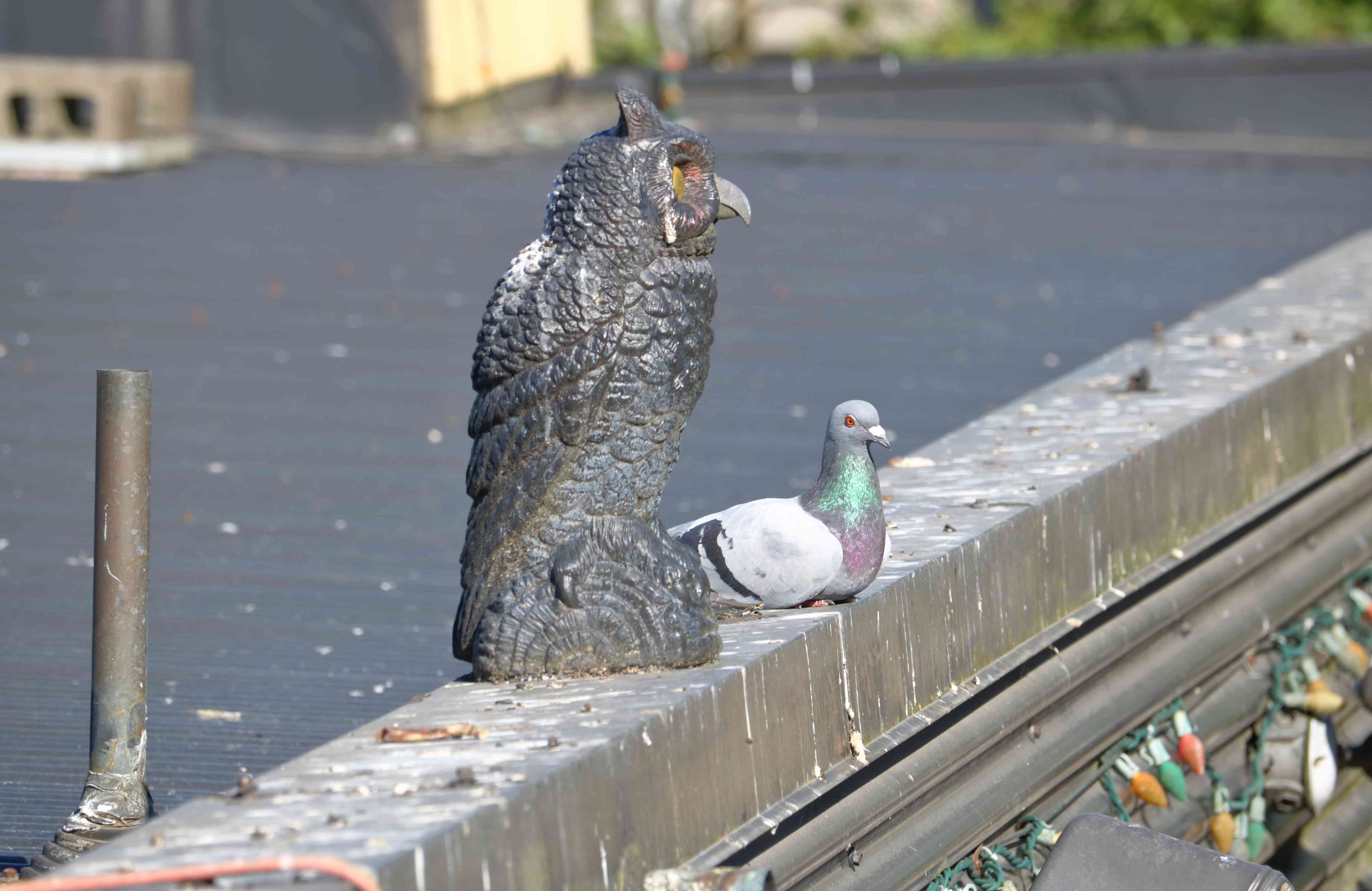 鸽子躺在屋顶上的猫头鹰旁边