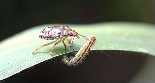 刺兵虫攻击毛毛虫