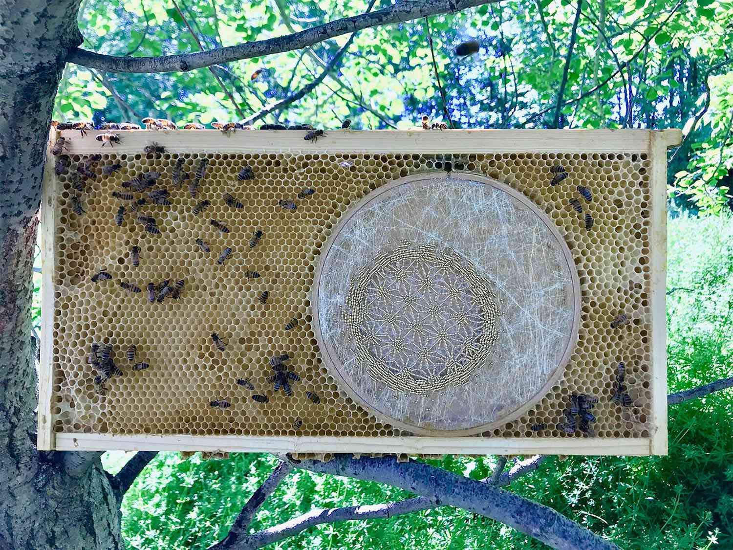 honeycomb honeybee艺术作者ava Roth“width=