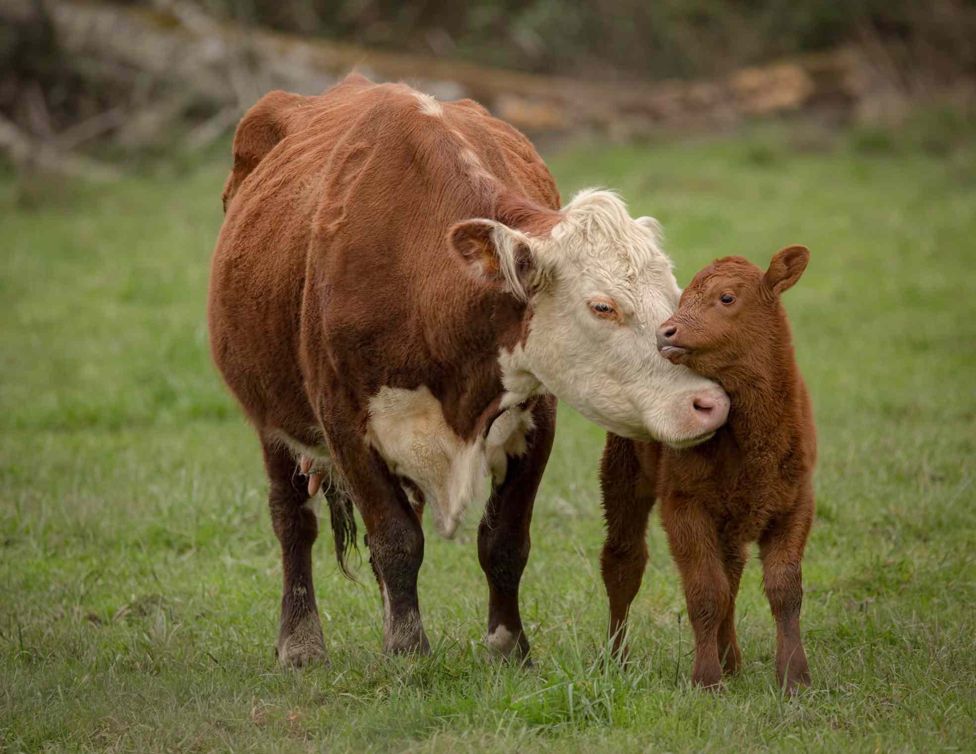 在牧场上，一头棕白相间的奶牛依偎着她的棕色小牛犊