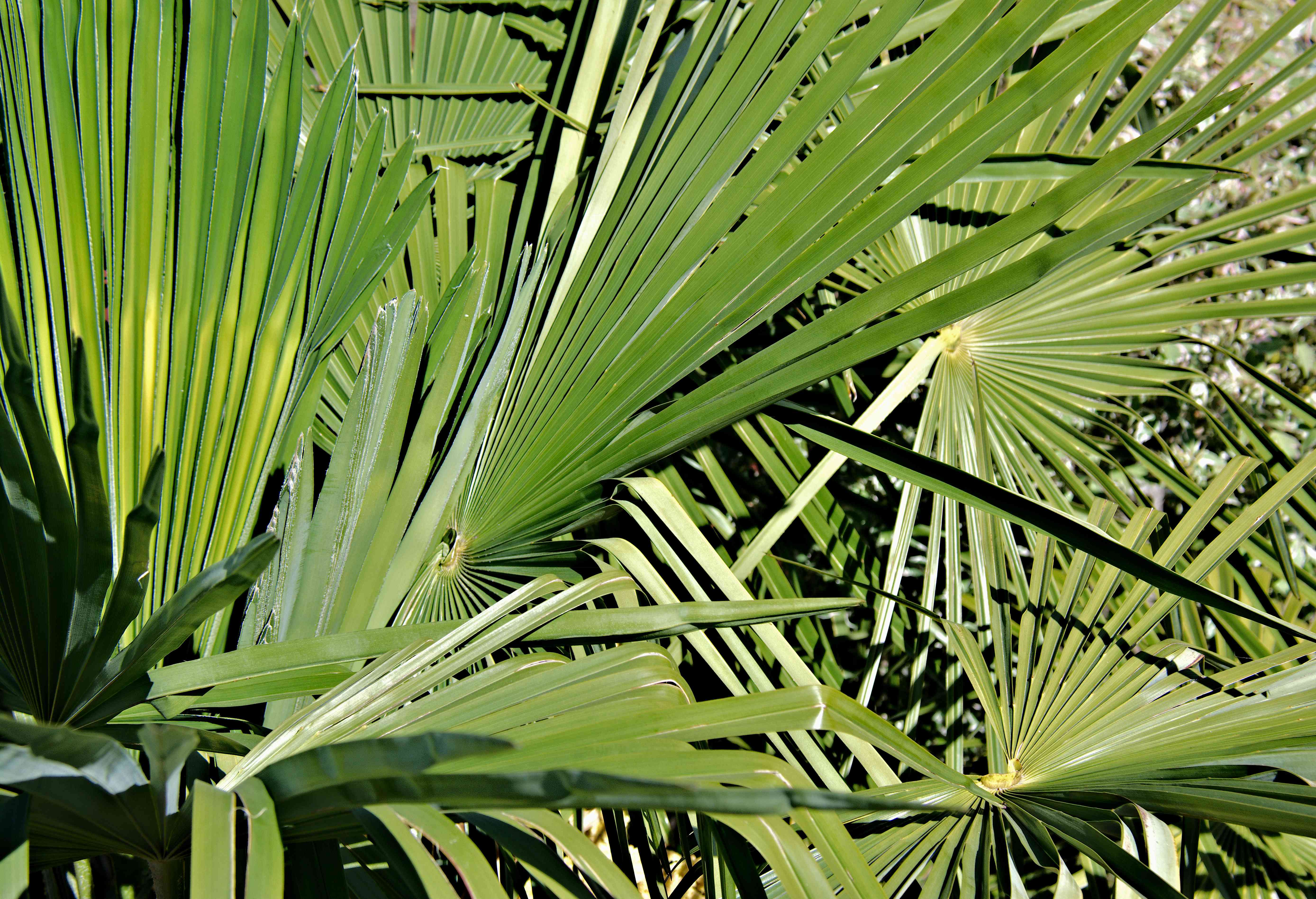风车棕榈叶的叶子图案