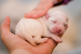 刚出生的小狗躺在人们的手掌上＂width=