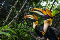 泰国雨林中的大喇叭