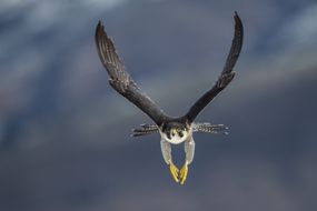 Peregrine falcon flying