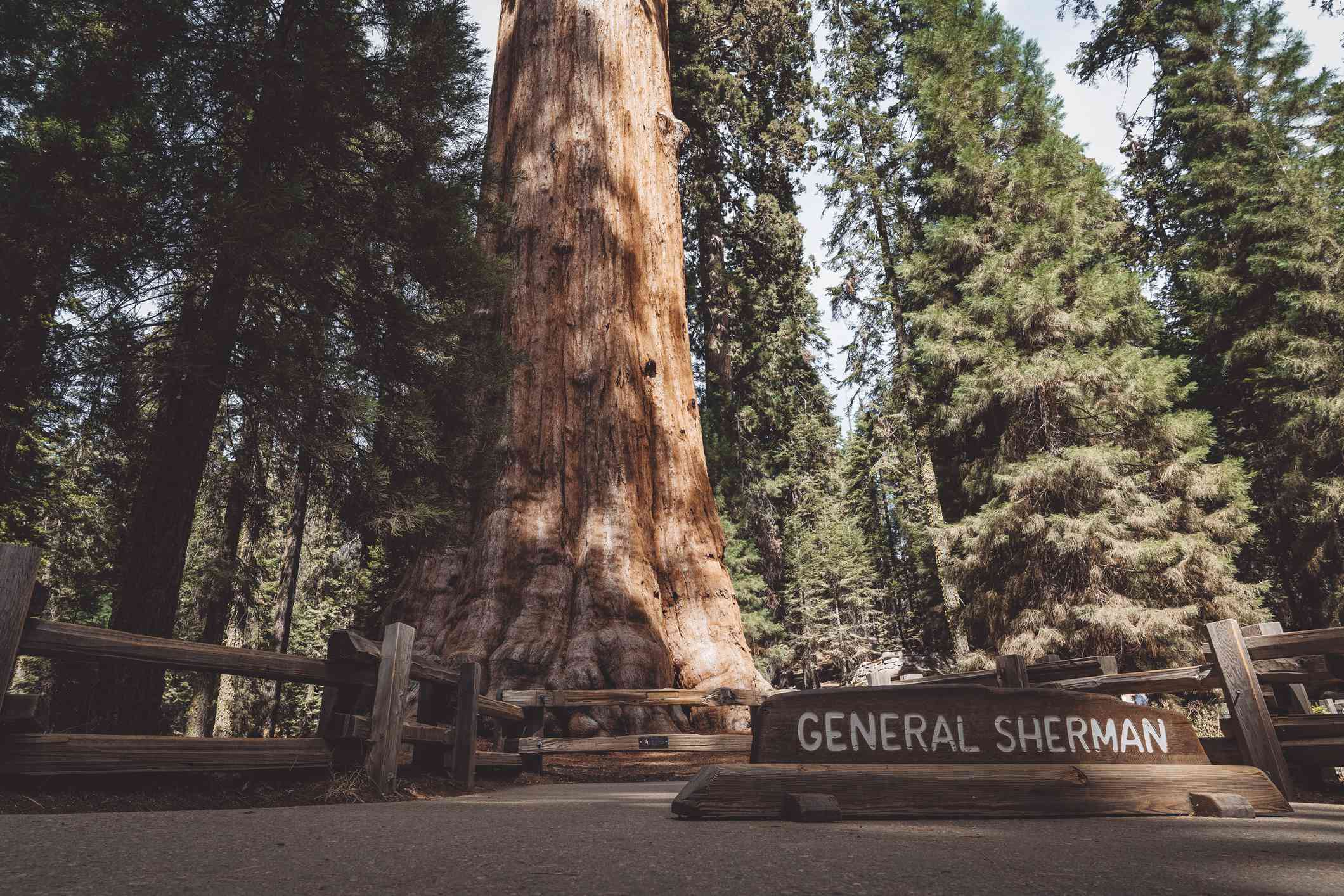 红杉国家公园的谢尔曼将军树＂width=