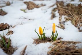 View of spring flowers surrounded by melting snow“width=