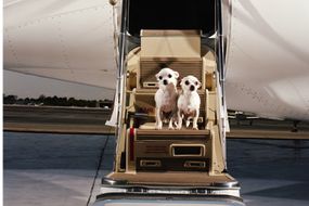 私人飞机上的狗