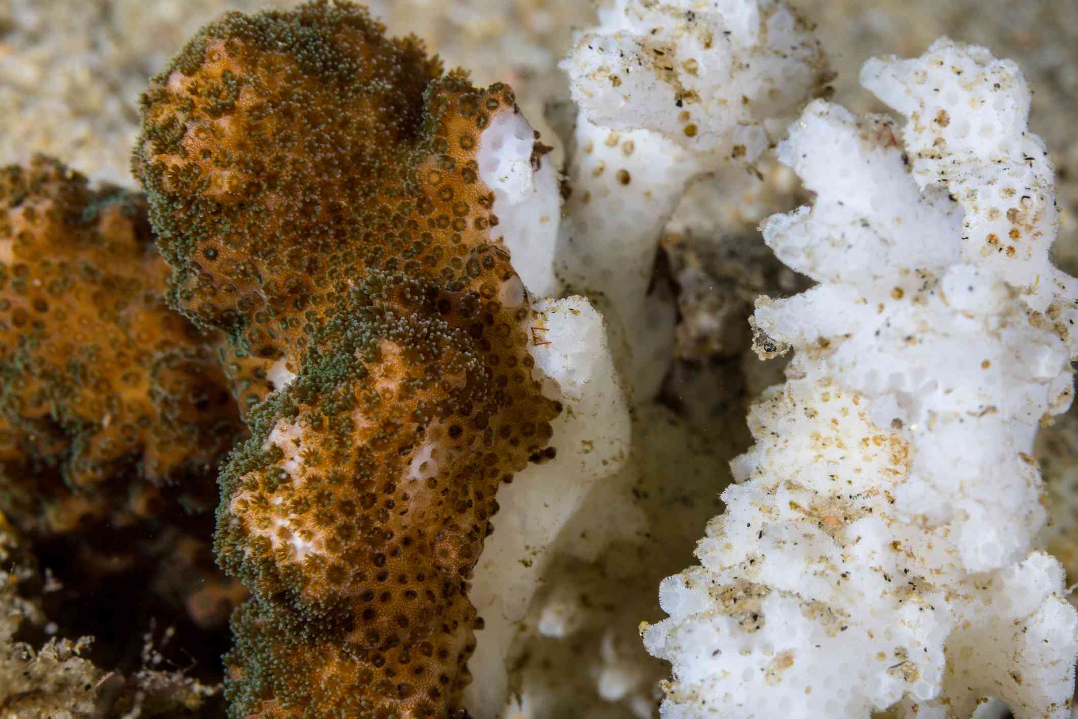一块颜色完好的珊瑚与一块已经漂白的珊瑚相邻，只露出珊瑚明亮的白色骨架。＂width=
