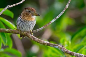 西部黄鳞海鹦