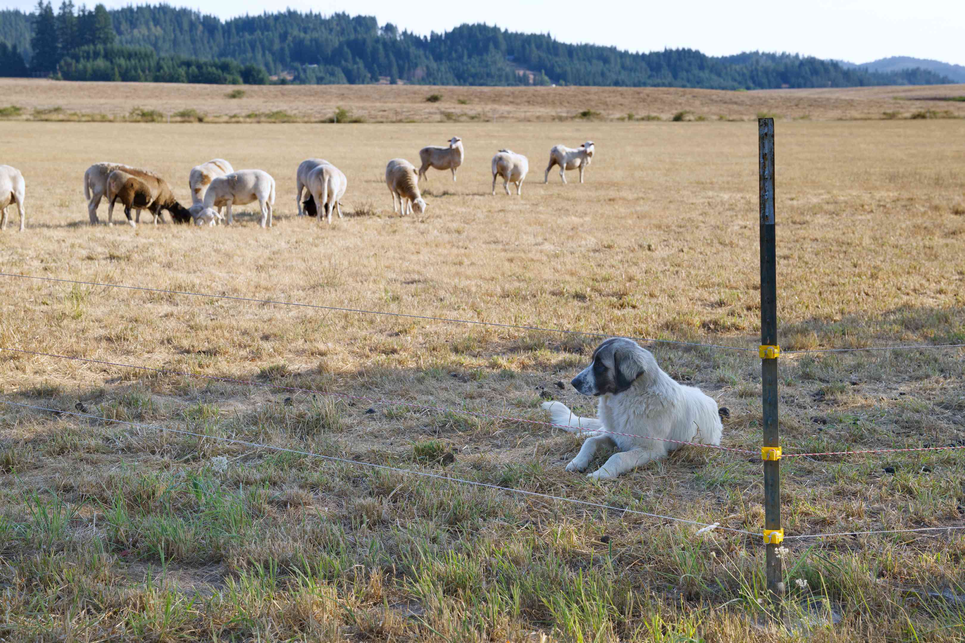 一只牧羊犬躺在开阔的牧场上，在铁丝栅栏旁边看守羊群