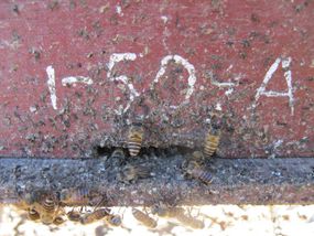 蜜蜂在蜂箱的入口处涂动物粪便。