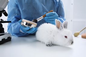 在化妆品测试实验室中的兔子