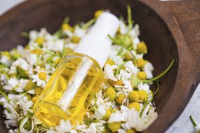 洋甘菊精油瓶子和洋甘菊花卉、美丽和芳香疗法治疗成分,自然植物草药,替代医学