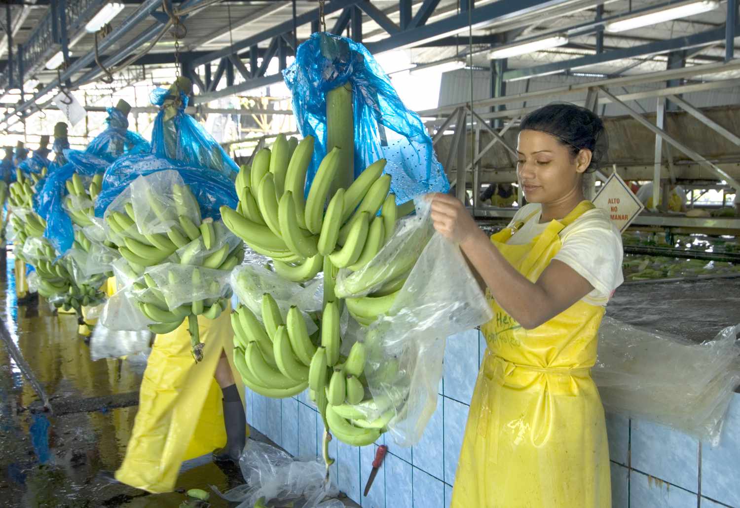 哥斯达黎加的女人在工厂用塑料包装香蕉。