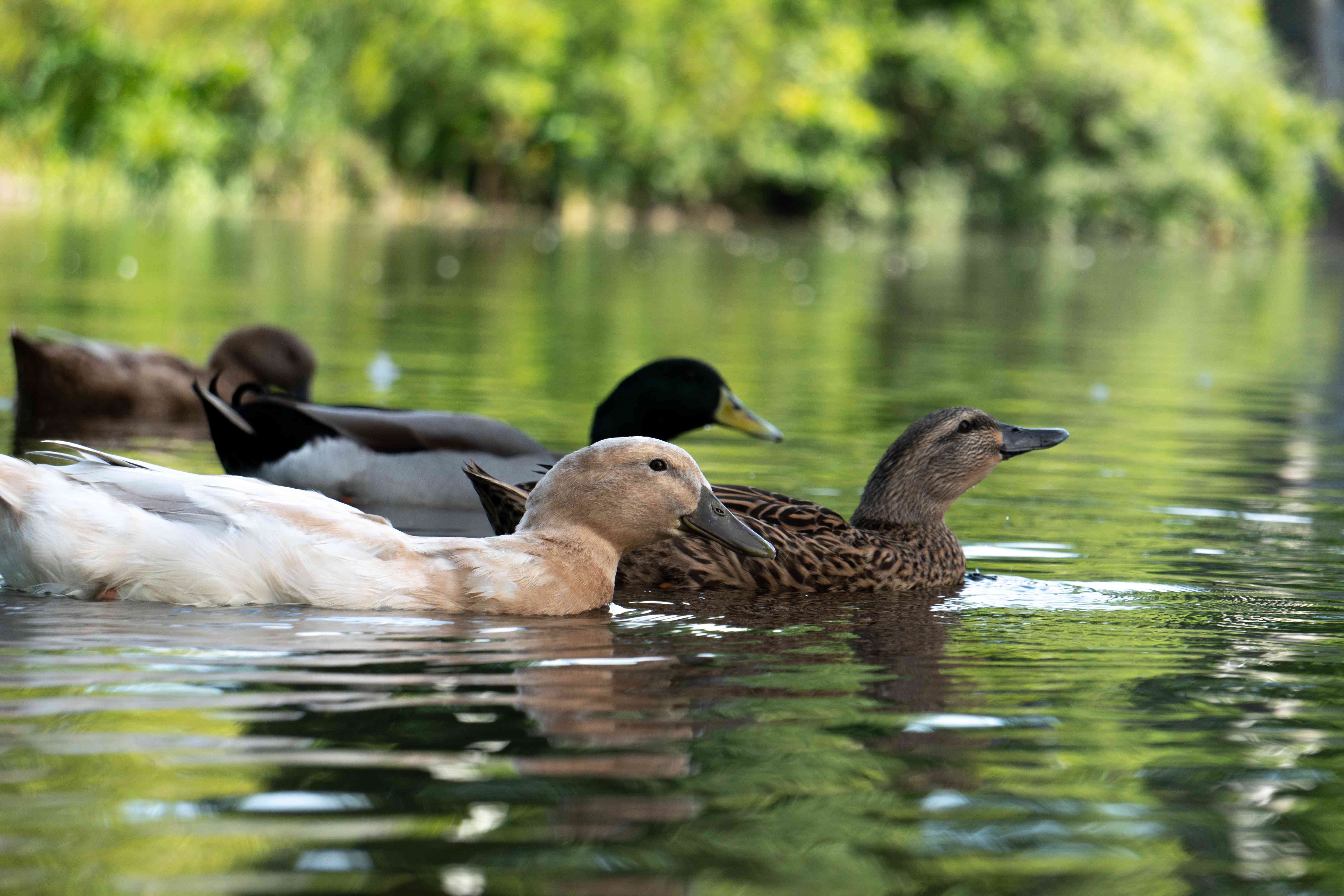 群鸭子在绿色的池塘游泳