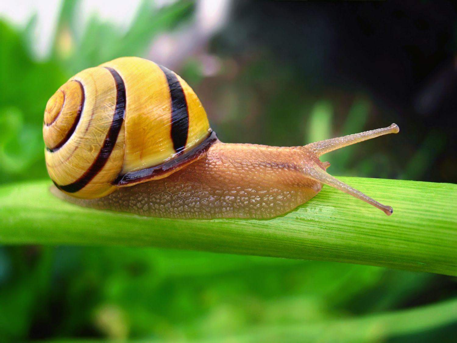 一个棕色的吹奏蜗牛沿着绿色的叶子