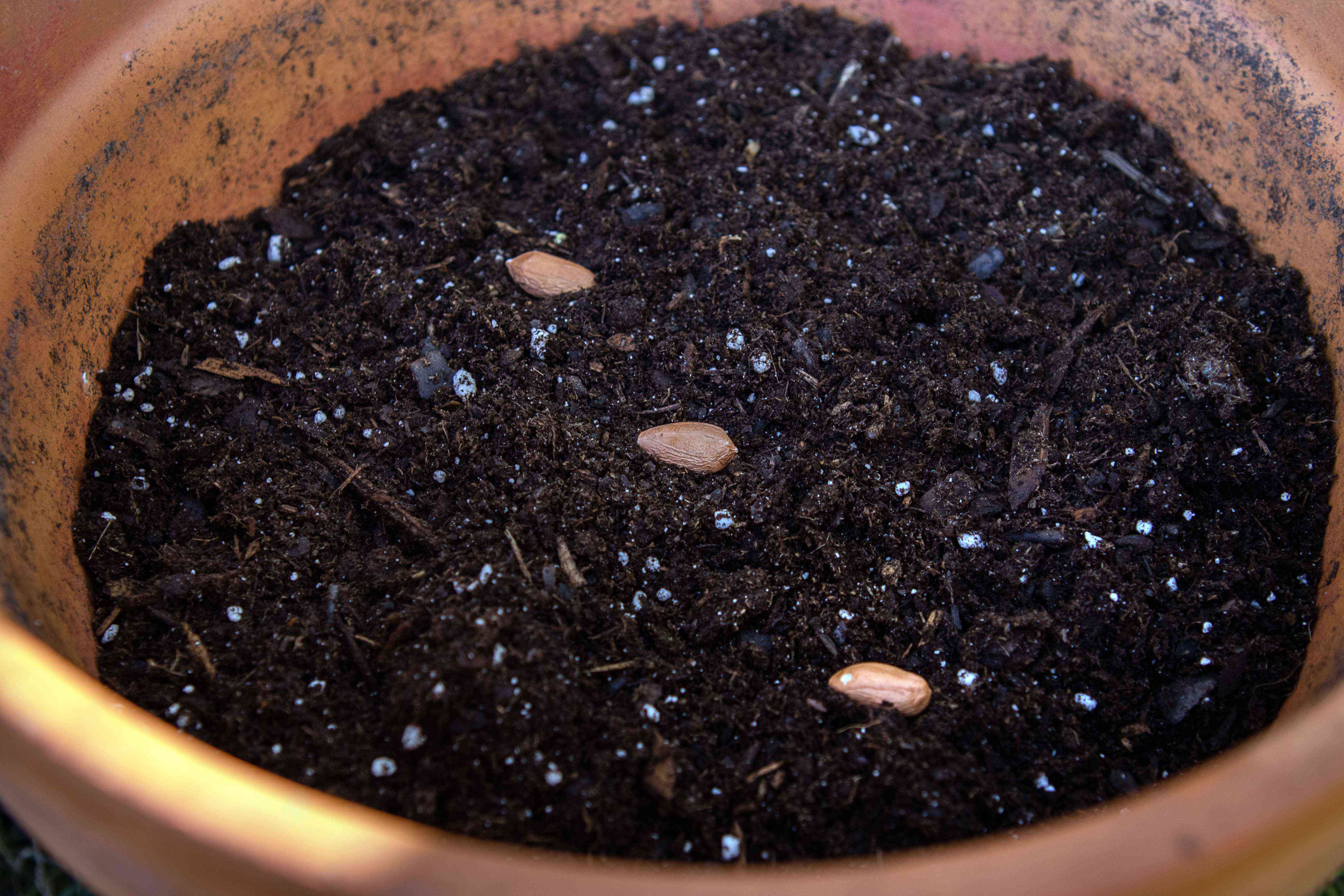 去壳的花生被种植在陶土容器的盆栽土壤中生长