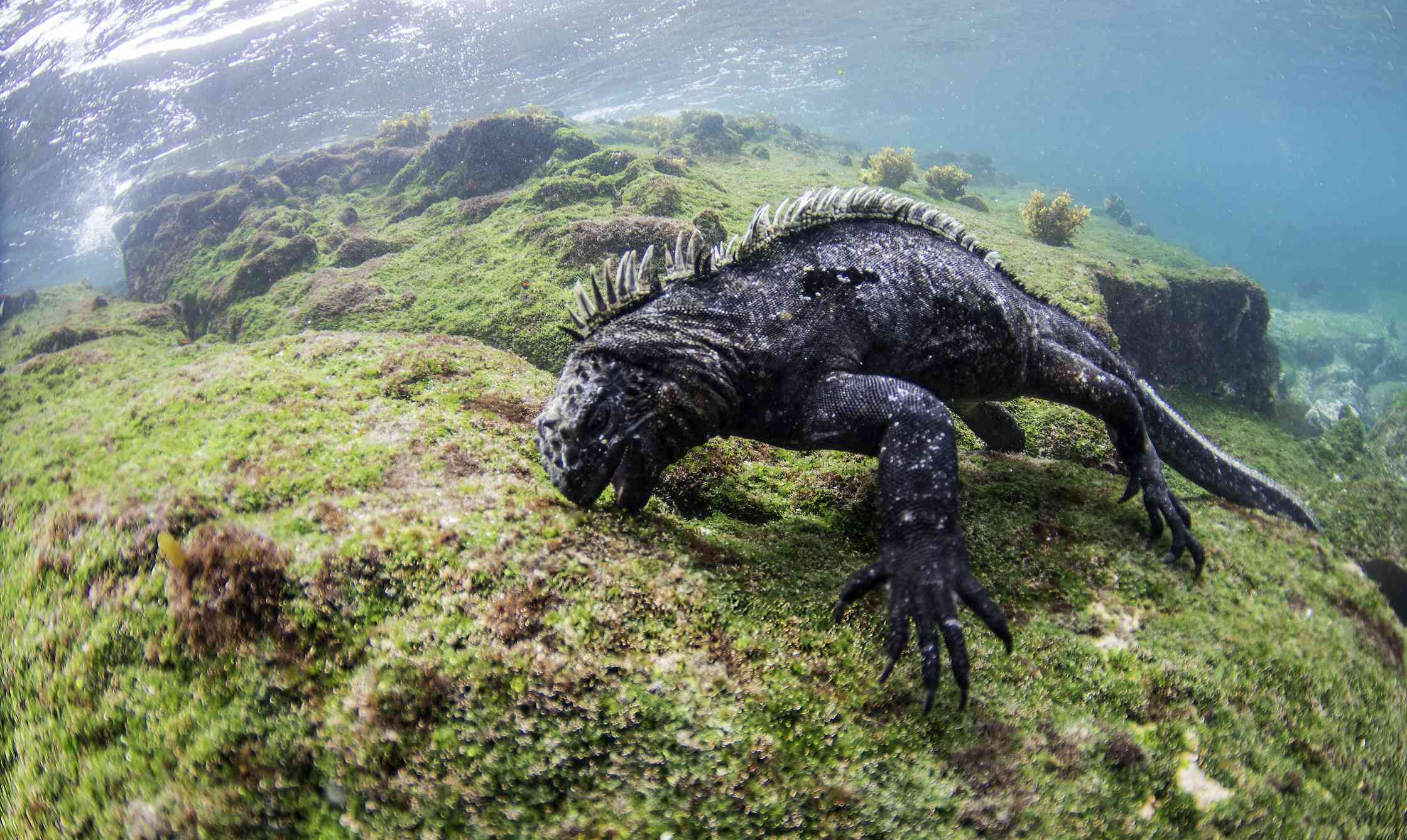 一只海鬣蜥就在水面下吃着岩石上的藻类