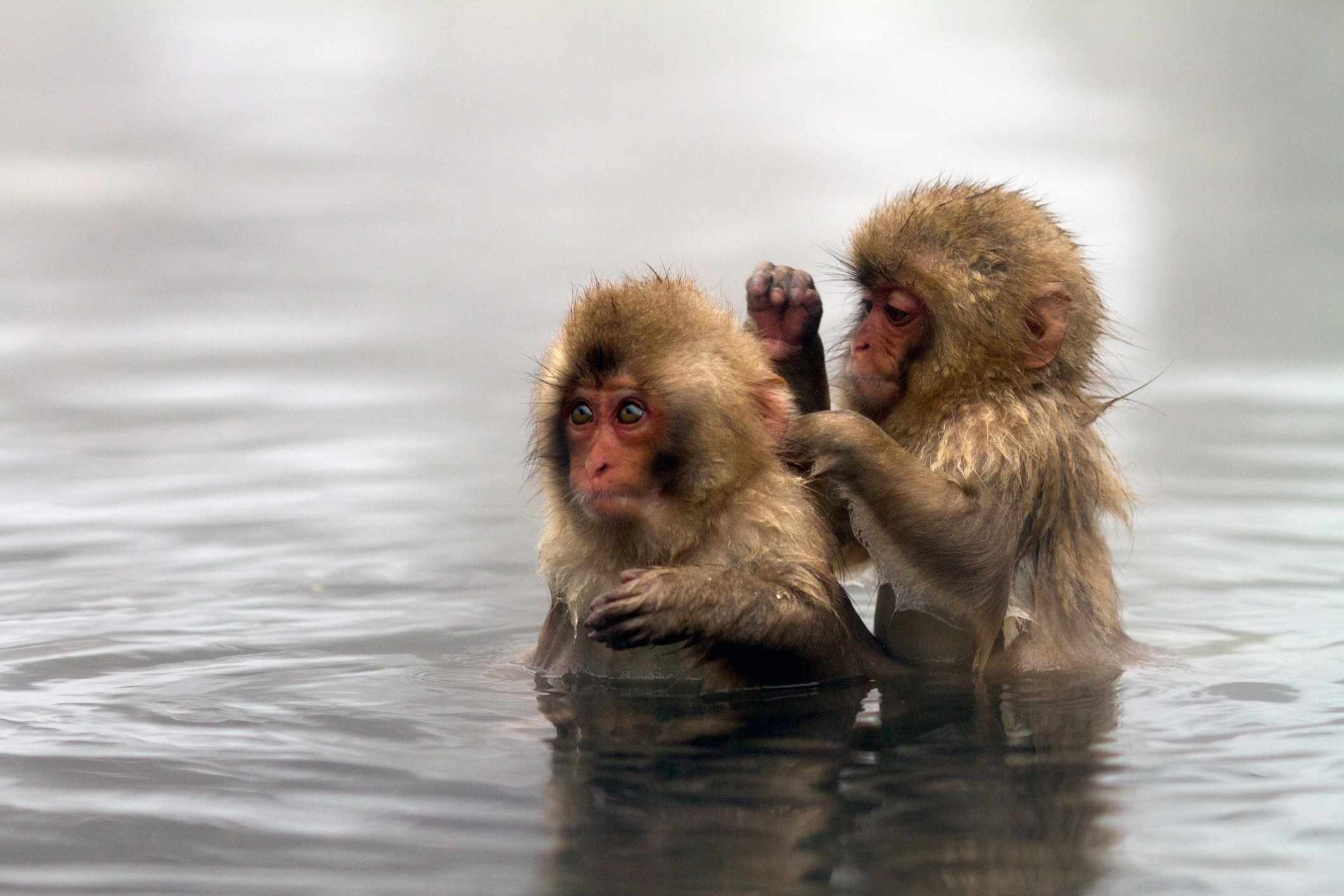 两只日本猕猴站在水里，一只在清洁另一只