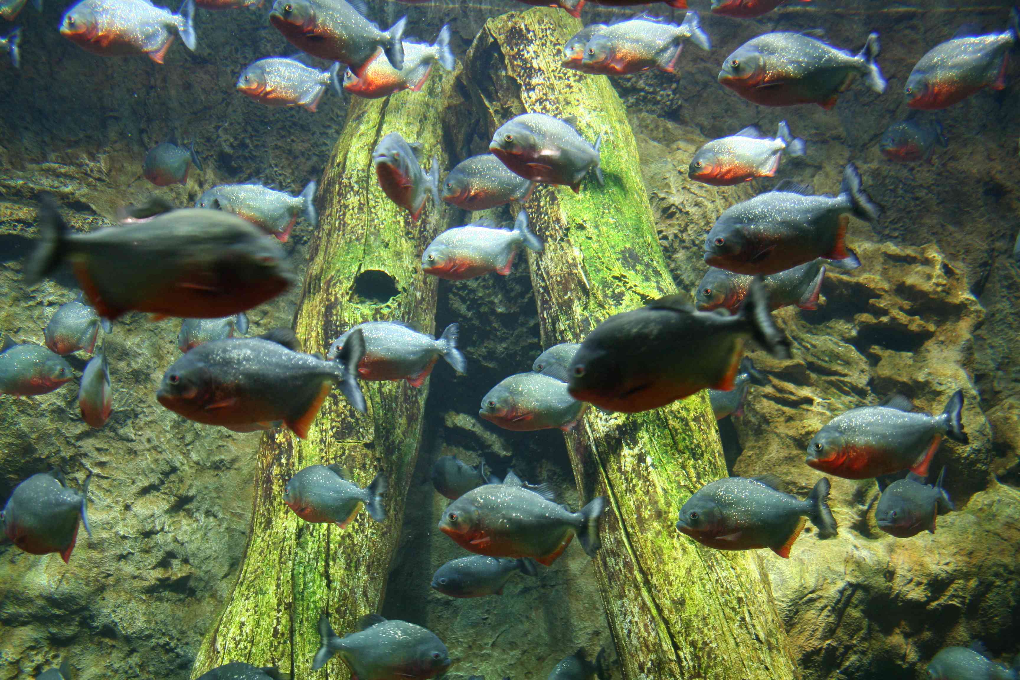 德国水族馆里的食人鱼