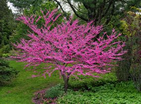 在花园环境中的红胸树上的粉红色花。