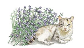 猫在猫薄荷植物旁边的插图。