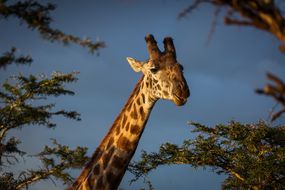 坦桑尼亚恩戈罗恩戈罗保护区的长颈鹿正在吃金合欢树叶＂width=