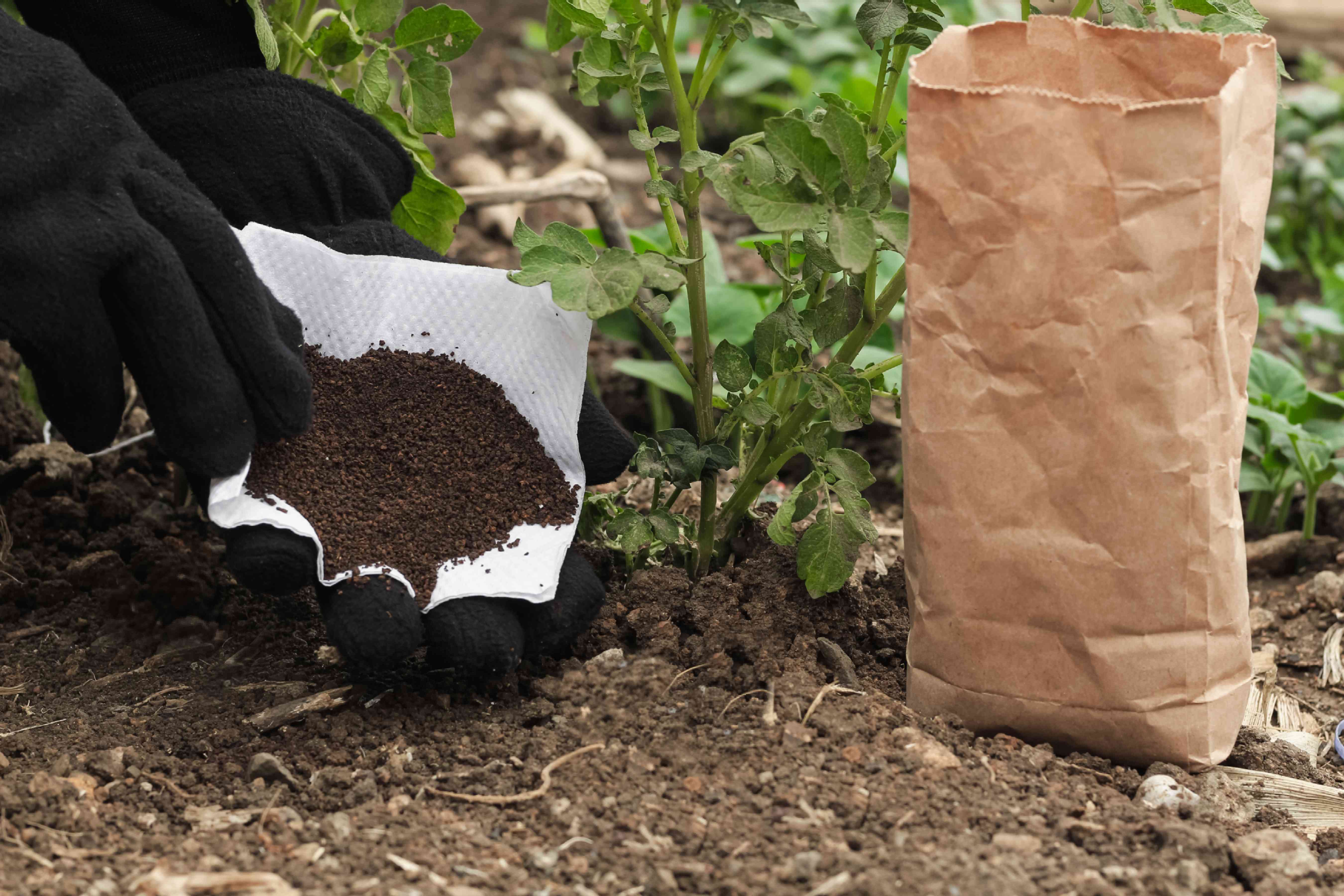 园艺手套中的手在地面上的马铃薯植物中增加了咖啡地