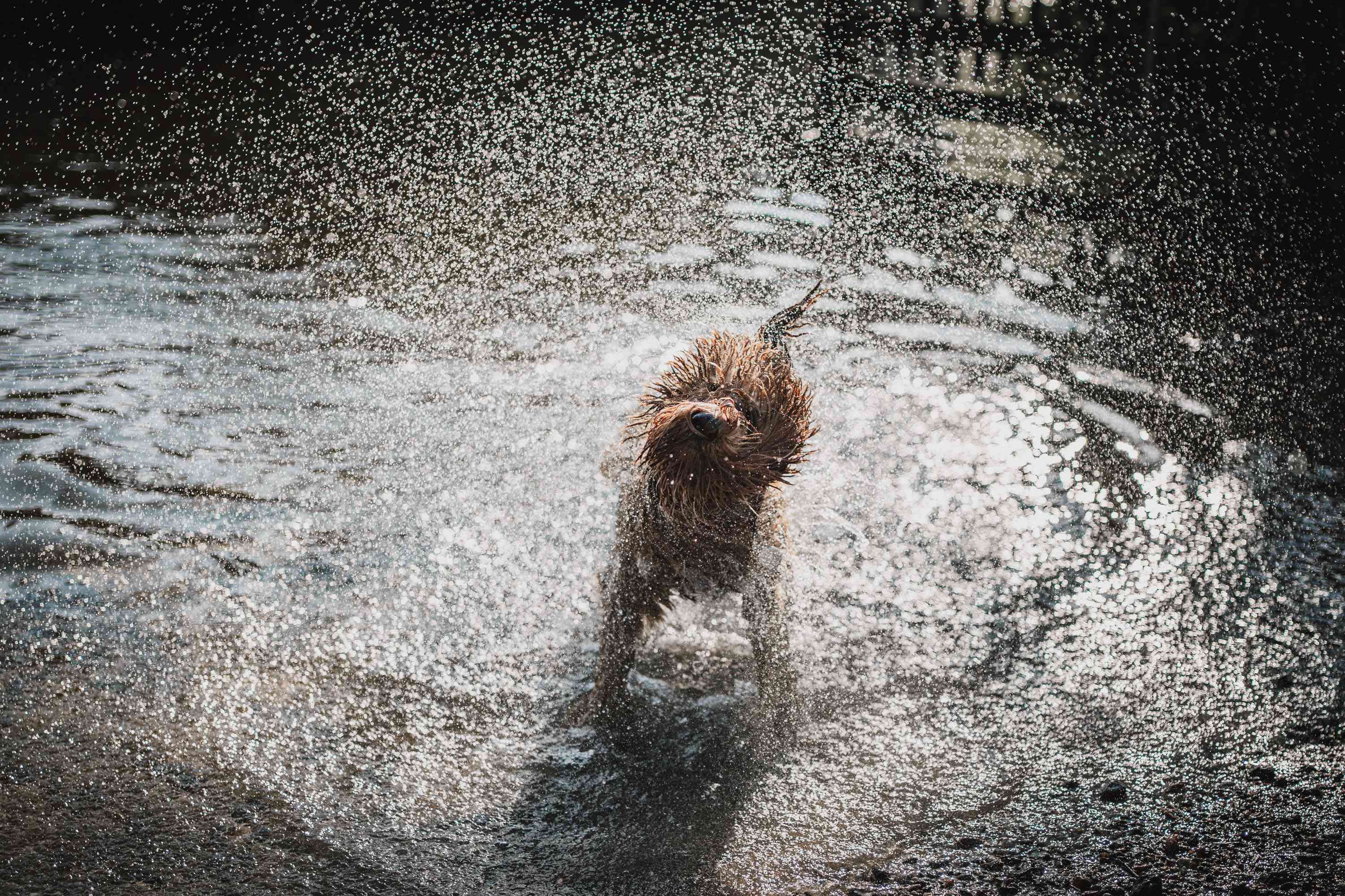 湿漉漉的狗在湖里颤抖