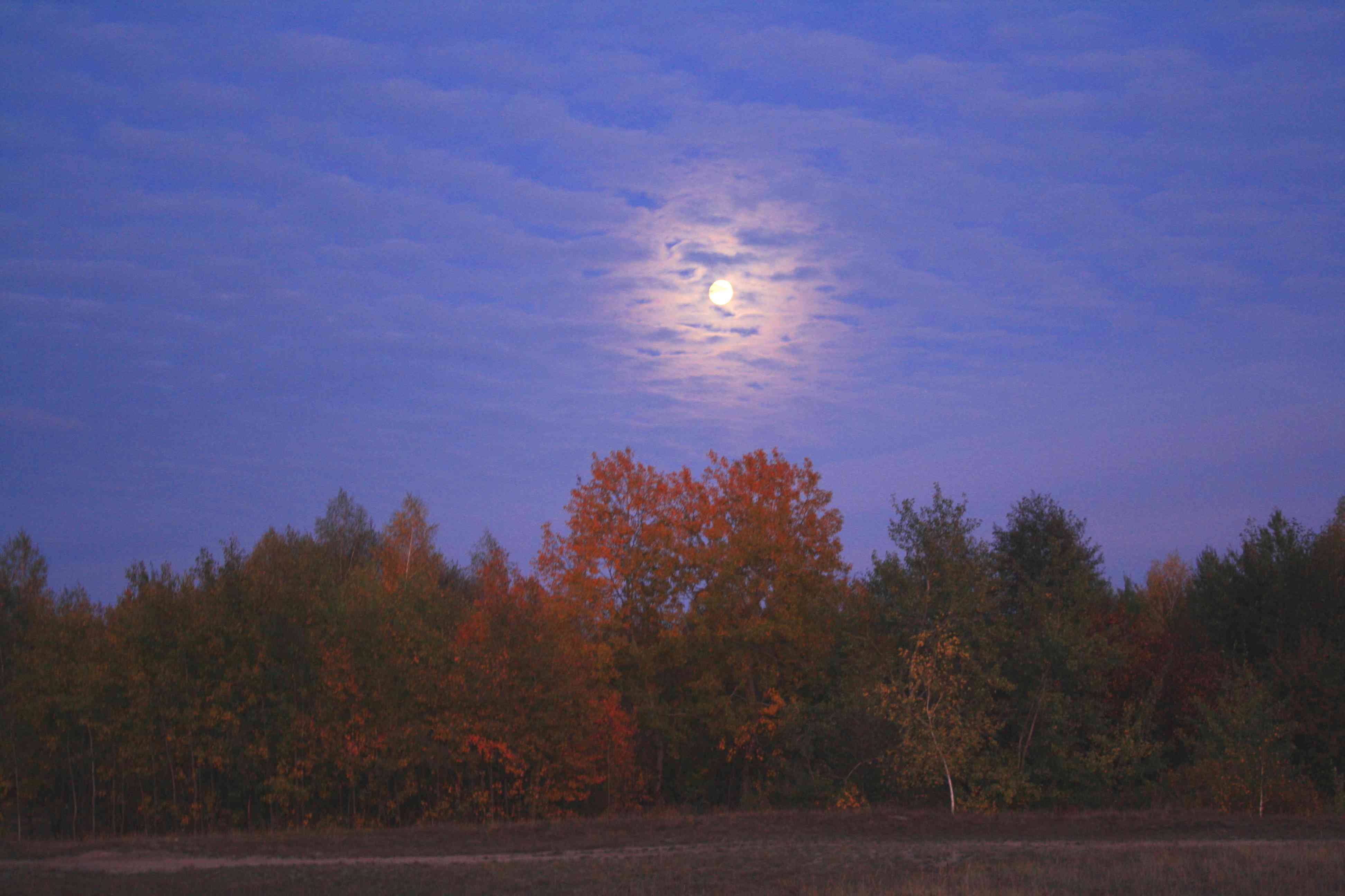 秋天的颜色在树上，月亮在上面发光