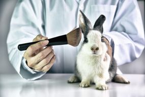 化妆品测试兔动物,科学家或药剂师在实验室做研究化学成分试验动物,残酷免费和停止虐待动物的概念。”width=