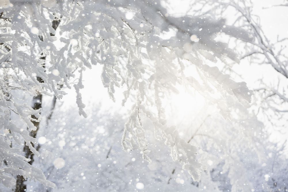 雪中的树