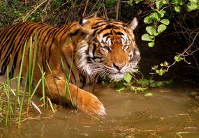 老虎在泥泞的水中涉水“width=