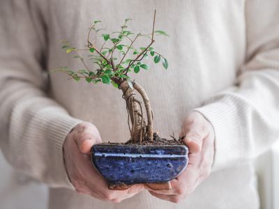 男人在奶油毛衣显示小盆景树盆栽植物作为礼物