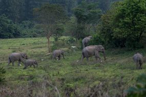 图片显示泰国Kuri Buri国家公园的亚洲象群
