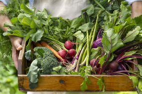 一篮子刚采摘的蔬菜在有机农场在园丁的手中