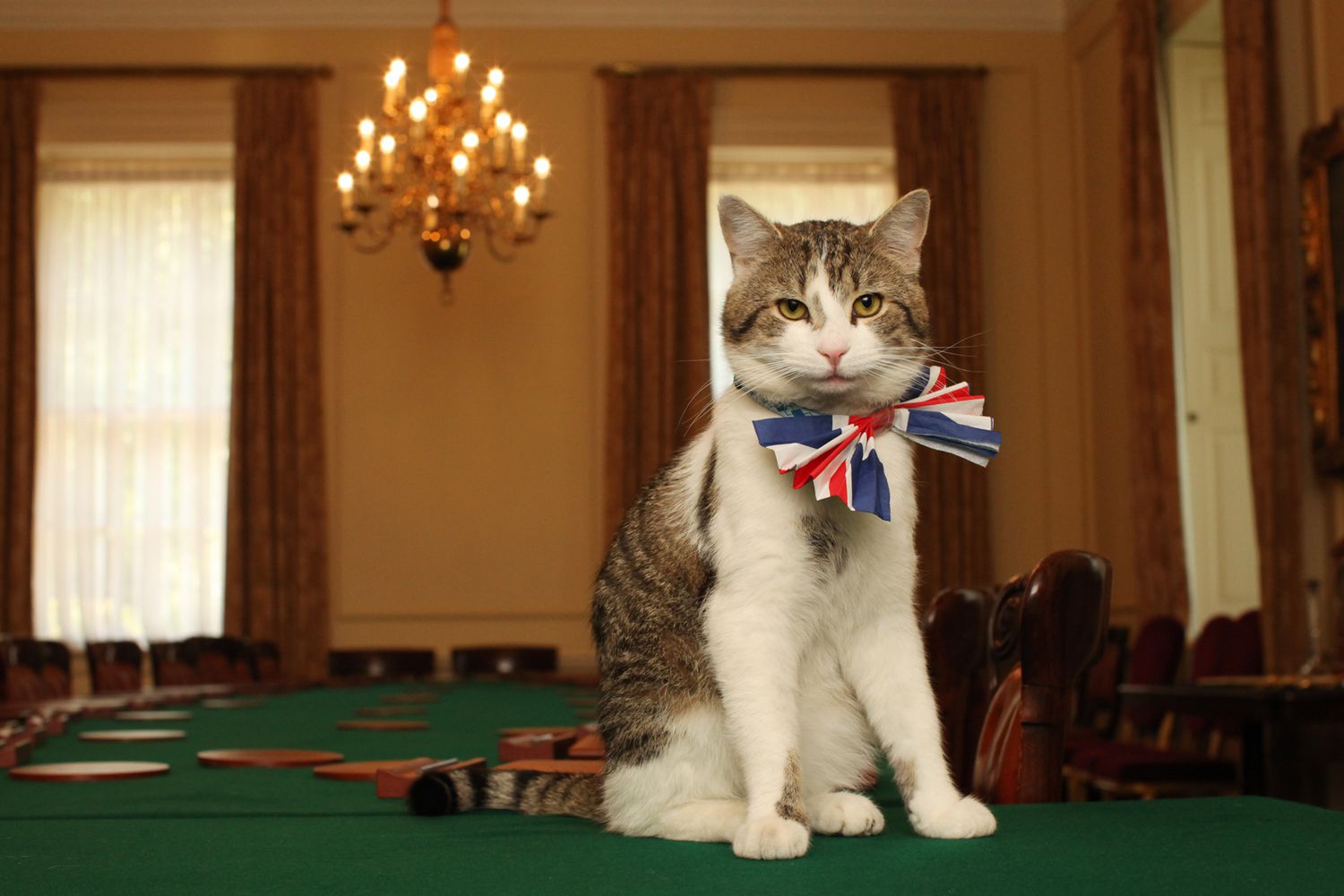 猫坐落在绿色的桌子放在英国国旗领结