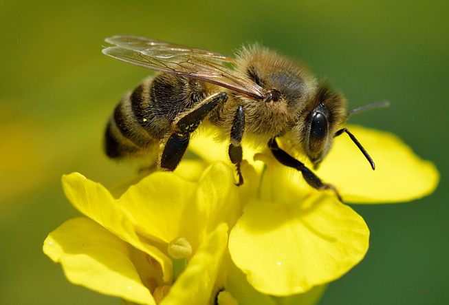 一只蜜蜂坐在一朵花上＂width=