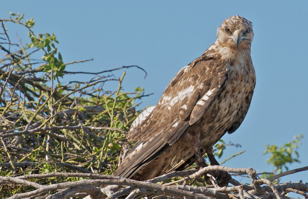 一只有着奶油色和棕色斑点羽毛的鹰站在一堆树枝搭成的巢上