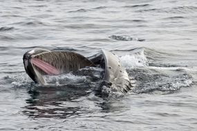 座头鲸在挪威的海面觅食“width=