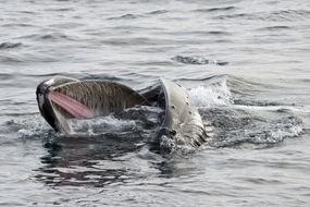 Humpback whale foraging at the sea surface, Norway