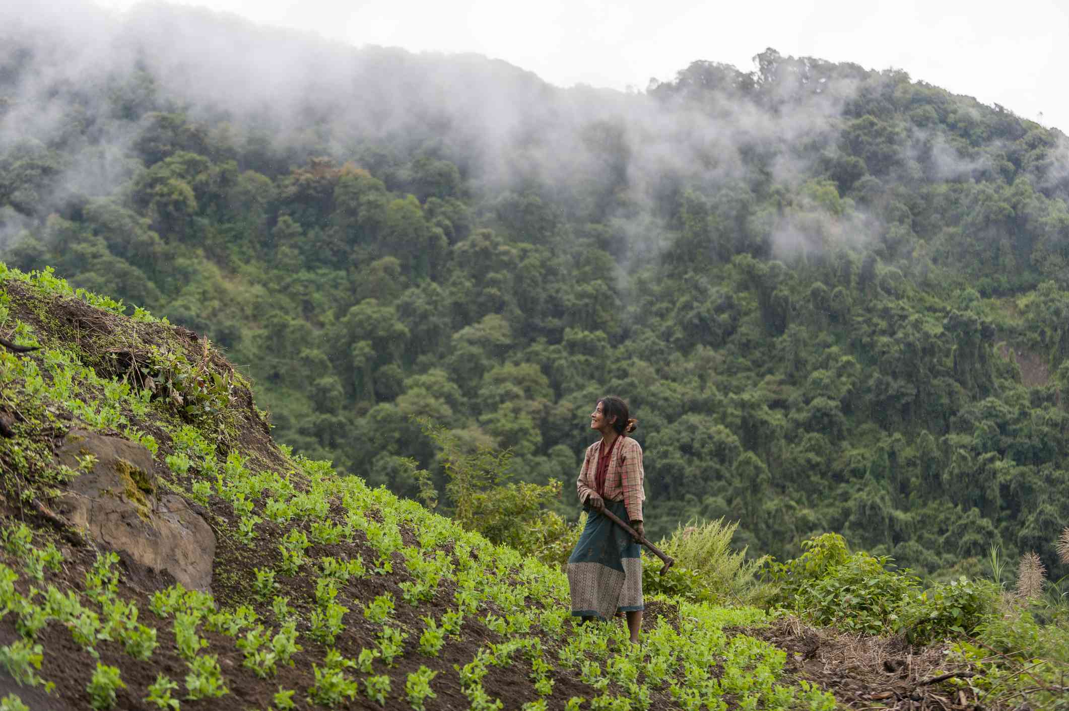 一名妇女在印度东北部的陡峭山坡上的豌豆田里清除杂草。