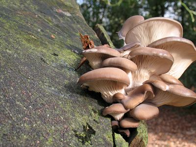 一群牡蛎蘑菇