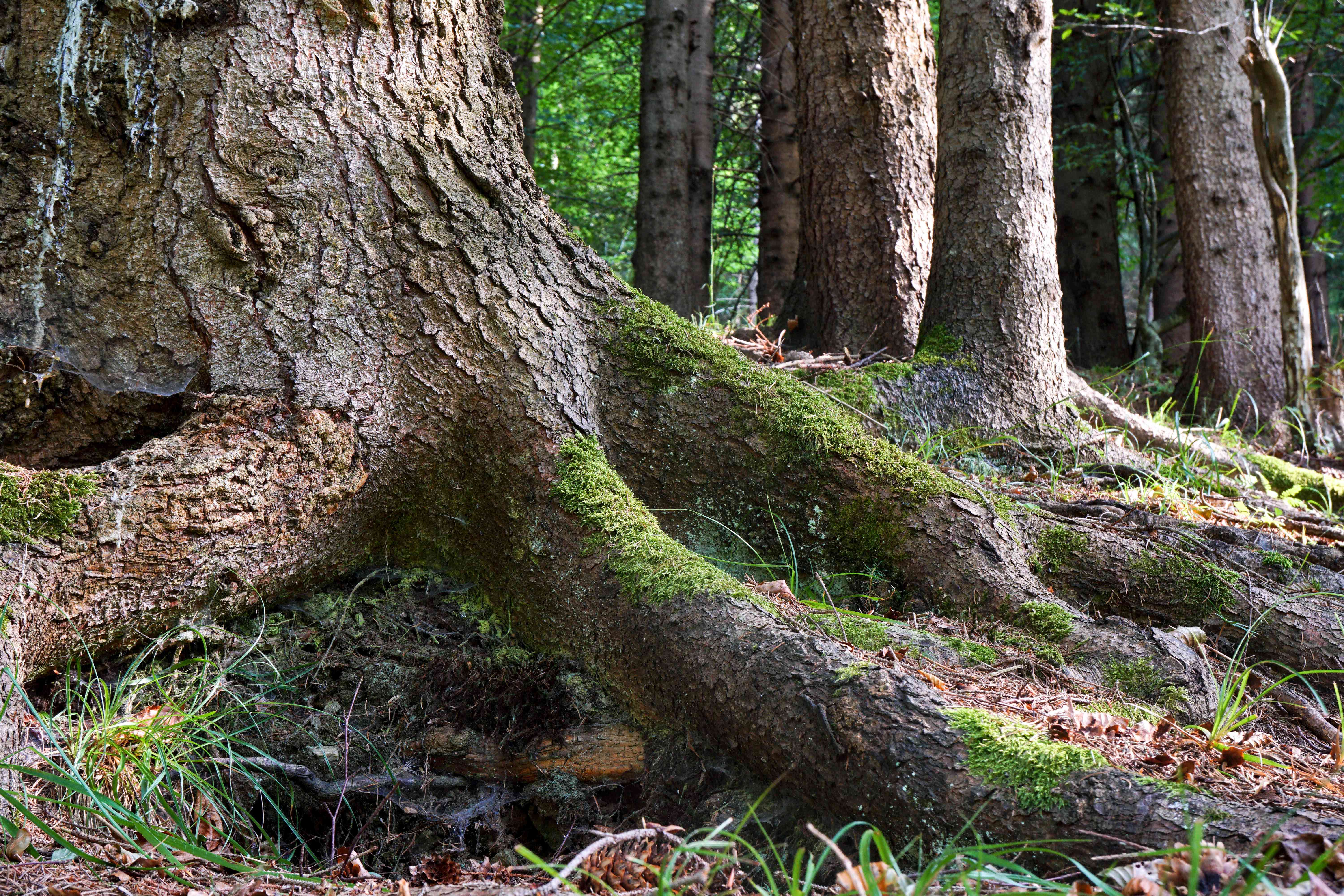 森林高成熟的树木和大厚的裸露根，苔藓生长“width=