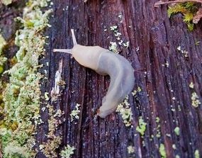 透明色的蛞蝓在木头上爬行＂width=