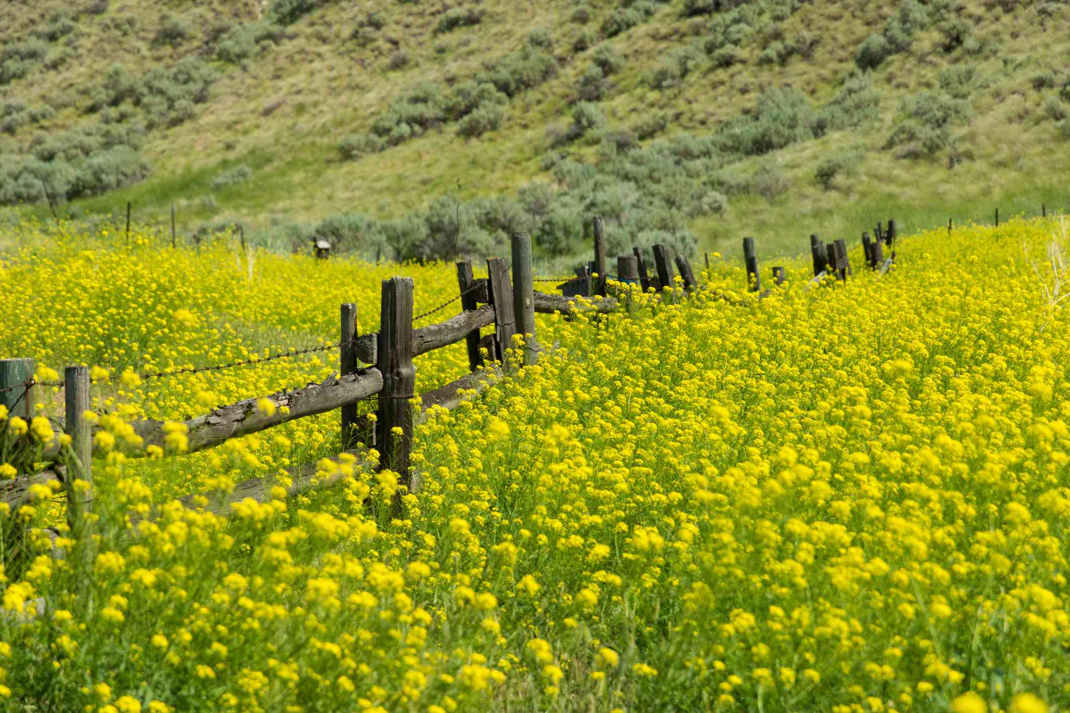 一片开着黄色花朵的芥菜田和一道木栅栏把田地隔开