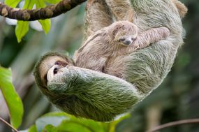 三趾树懒的妈妈和宝宝在树上