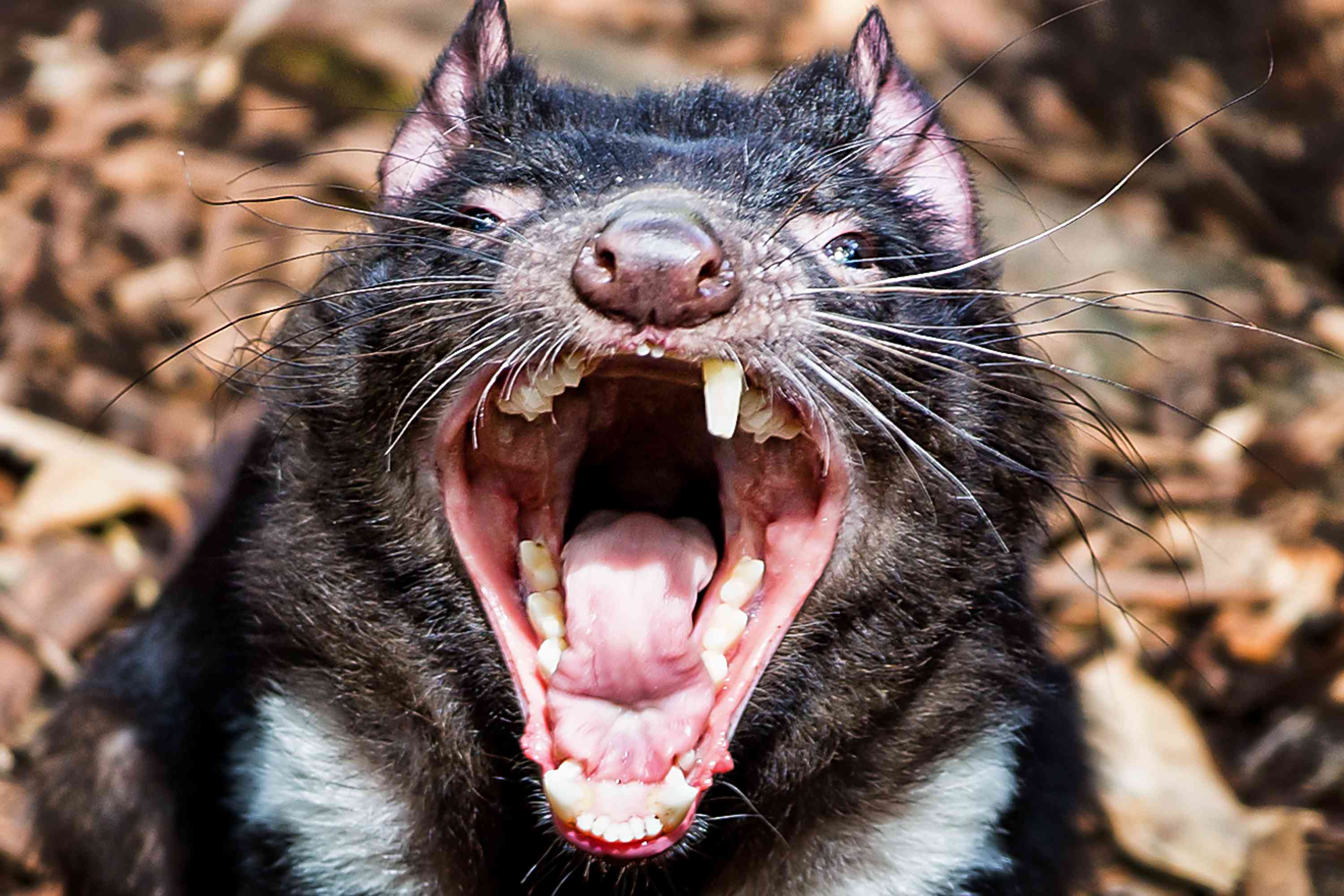 一只张开嘴的袋獾露出了它的牙齿。＂width=