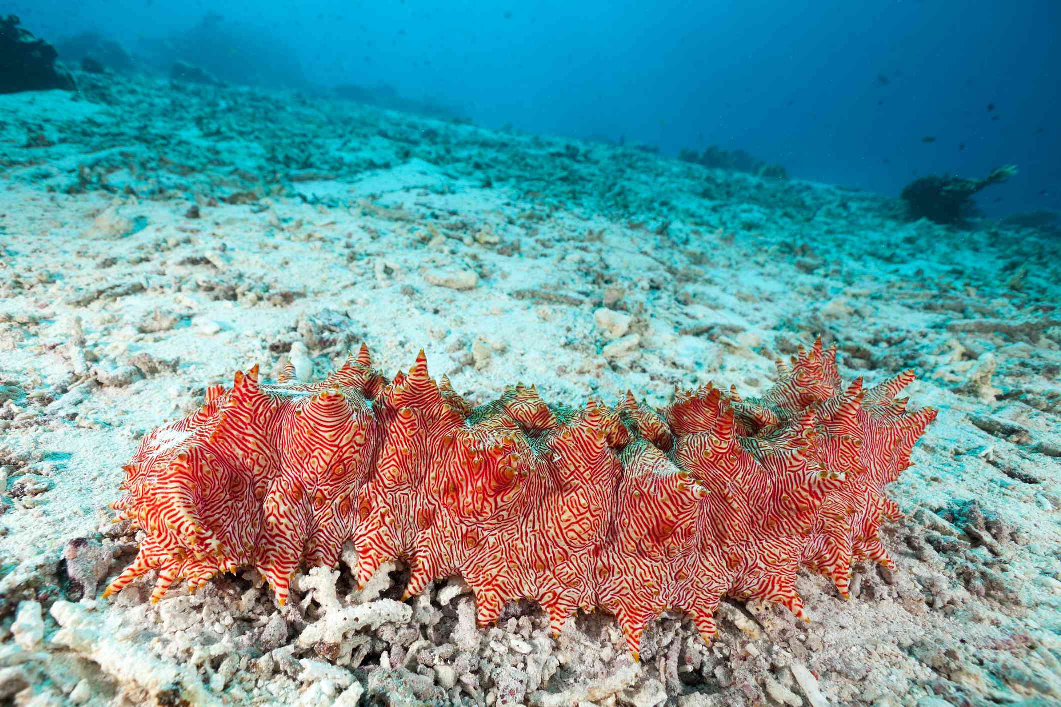 多刺的,红色的海参在海底