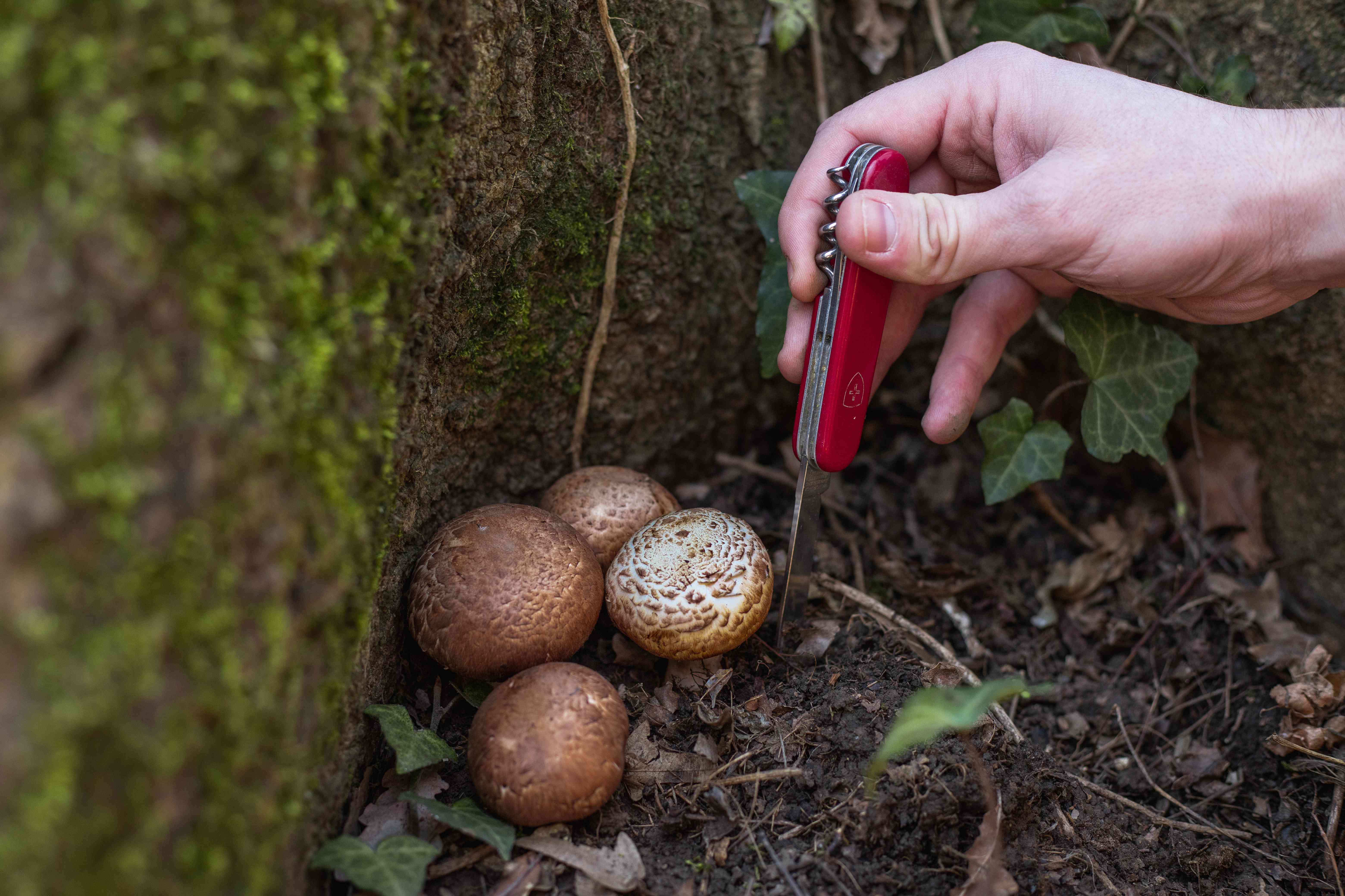 人们用袖珍小刀切蘑菇，蘑菇从树桩附近的地里长出来